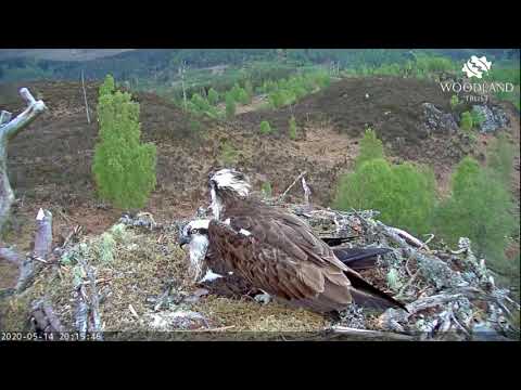 Louis the Loch Arkaig Osprey pays an evening visit but doesn't get to egg-sit 14 May 2020