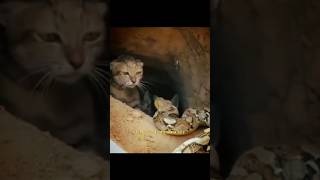 Felino defiende a sus crías de serpiente #vs #gatos #animals #animalessalvajes #cat