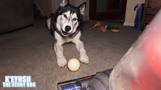 Husky Plays Fetch With A Vacuum Cleaner!