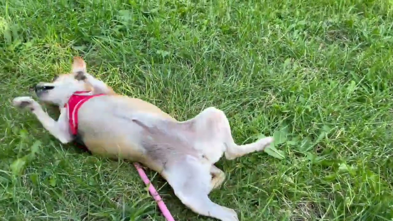 Honey & Hazel, a ADOPTABLE mixed breed in Boulder, CO video 2/6