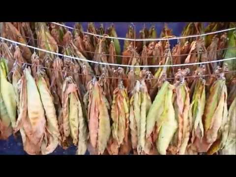Curing Tobacco