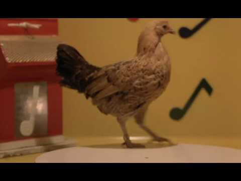 finale chicken La.Ballata.Di.Stroszek.1976 Werner Herzog