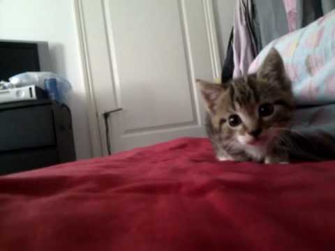 baby kitten stalks and pounces on camera, learning to pounce, cute