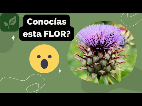 ESTA FLOR ES IMPRESIONANTE | Flor de ALCACHOFA | Cómo REPRODUCIR LA ALCACHOFA