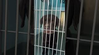 Video preview image #1 Labrador Retriever Puppy For Sale in Pasadena, CA, USA