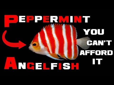 キャンディーストライプのエンジェル - ペパーミント エンゼルフィッシュ - 1 日の動物 クリスマス スペシャル