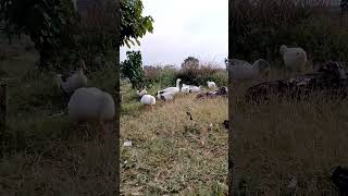 Download lagu Dj Maskil. - the Pekins !!! mp3 Download lagu Dj Maskil. - the Pekins !!! mp3