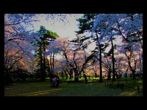 Omiya's Sakura, spring 2021.... Omiya in Saitama, a satellite city of Tokyo.