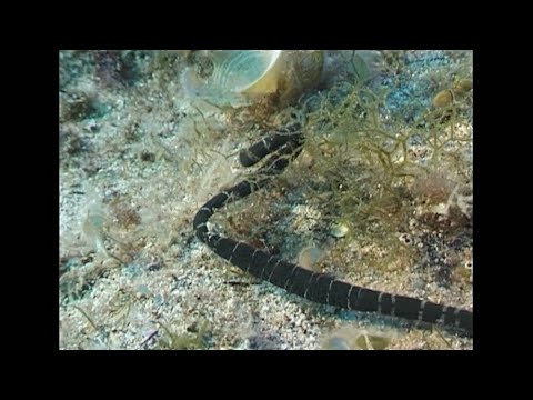 Paraziták maldív- szigeteken