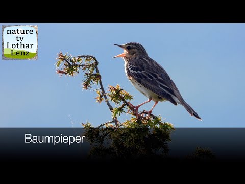 Ľabtuška hôrna — spev na display perch na vrchole stromu