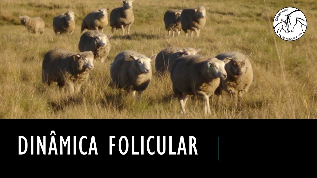 Dinâmica folicular veterinária