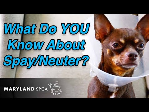 What Do You Know About Spay/Neuter?