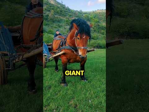 Is This the Biggest Horse Ever?