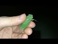 📹 Green Cicada screams! :) #funny #animals #cicada