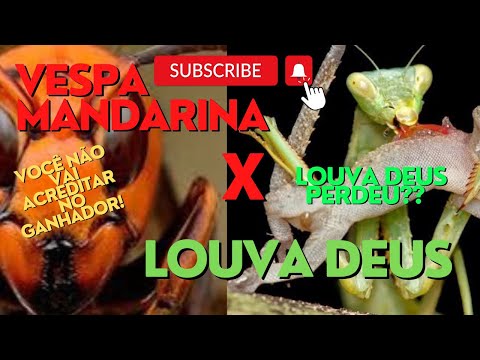 ((INCRÍVEL O FINAL)) LOUVA A DEUS X VESPA MANDARINA GIGANTE! - QUEM VENCE??