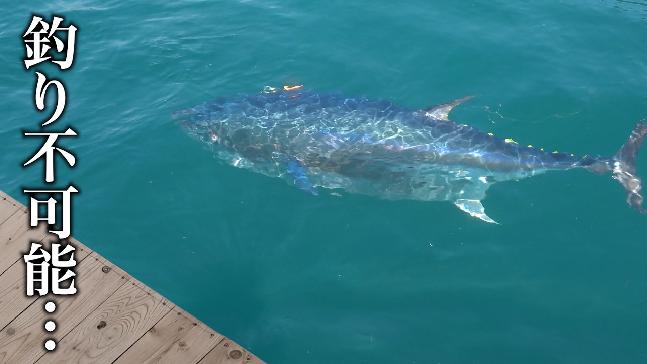 100㎏マグロが足元に群れる某温排水イカダが前代未聞の事態に【ウミック】