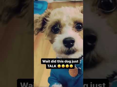 The Most Hilariously Cute Dog#funnydogs#cute#doglover#FunnyCuteDog#AdorablePuppy#FunnyCuteDog