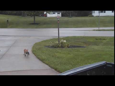 Erma and the tree rat