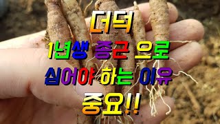 더덕 1년근 종근으로 심어야 되는 이유