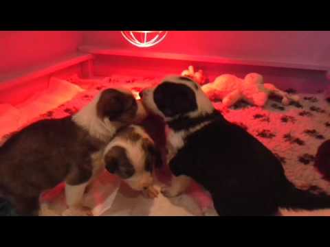 H- litter of Silent Storm-  almost 3 weeks