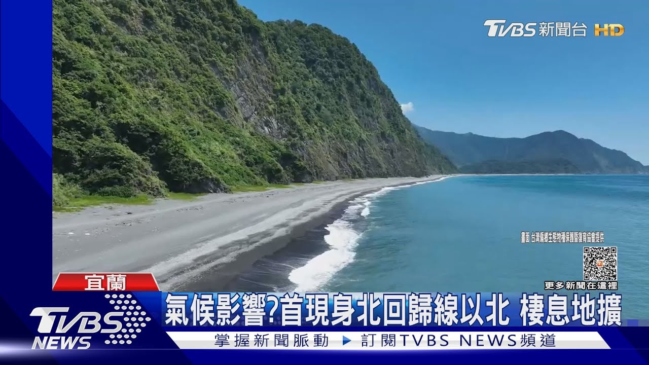 從未見過!南澳神秘沙灘 首見綠蠵龜上岸