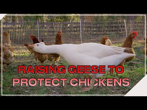 Raising Geese to Protect Chickens