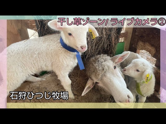 石狩ひつじ牧場