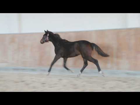 OL Hengst, geboren 2018 von Blue Hors Farrell/For Compliment