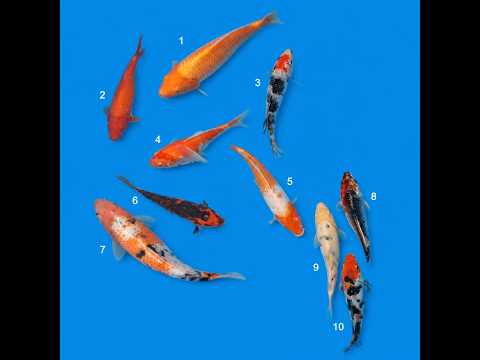 Video pregled koi ribe