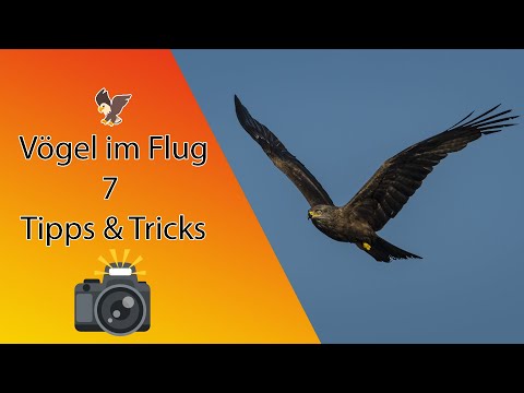 7 Tipps um Vögel im Flug zu fotografieren