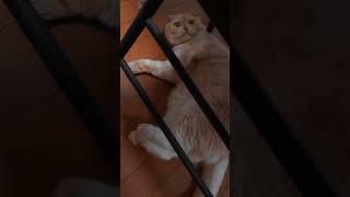 椅子の下のネコ　
