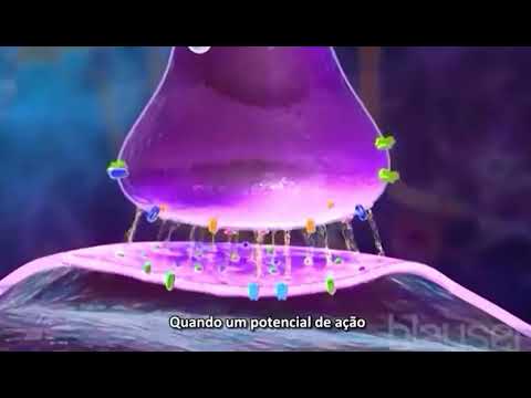 Visão geral da neurotransmissão (sinapse colinérgica)