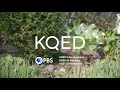 KQED Station ID 2021