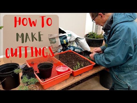 How to Make Cuttings from different varieties