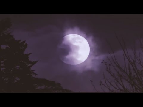 Penelope Scott - Lotta True Crime (Unofficial Video)