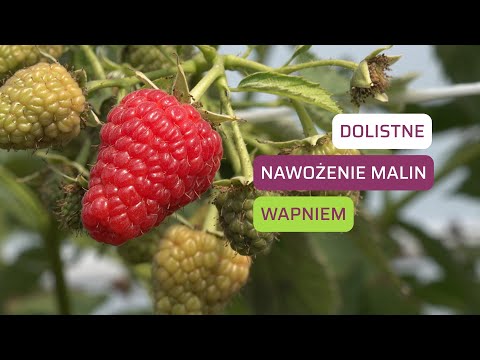 Jak dostarczać malinom wapń pozakorzeniowo? Praktyczne wskazówki