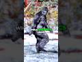 The Patterson Gimlin Film Bigfoot History Bigfoot Sasquatch