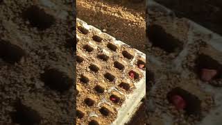 Download lagu This is how to plant corn using the seedling method mp3