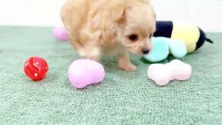 ハーフ犬の動画01