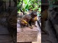 Marmosets with a delectable treat☺️.  #marmoset#marmosetmonkey#marmosets#monkey #monkeys#petlovers
