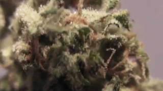 Royal Haze Automatic from THE GROW - Amsterdam Weed Review