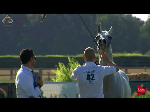 N.42 SA MINERVA - Chantilly 2018 AHO World Cup - 6 Years Old and Older Mares (Class 5)