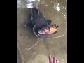 Red tail catfish and Oscar fish Community Tank | Giant Catfish with Black tiger Oscar fish | RTC