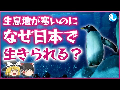 フンボルトペンギンについて詳しく解説