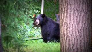 preview picture of video 'Black Bear @ Farmington Chase'