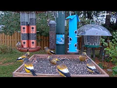 Evening Grosbeaks Take Over Ontario FeederWatch Cam – Oct. 28, 2019