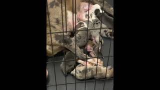 Catahoula Cur Puppies Videos