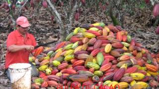 preview picture of video 'PRODUCCIÓN DE CACAO'