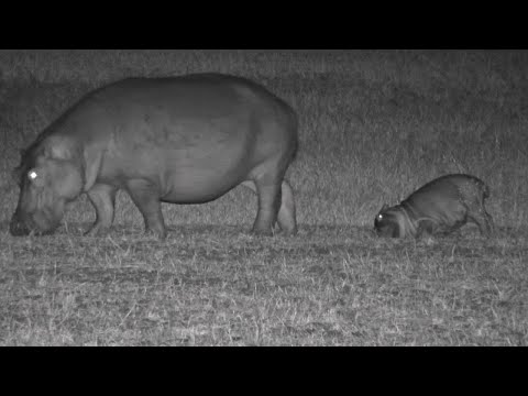 Baby Hippo Gets Bored