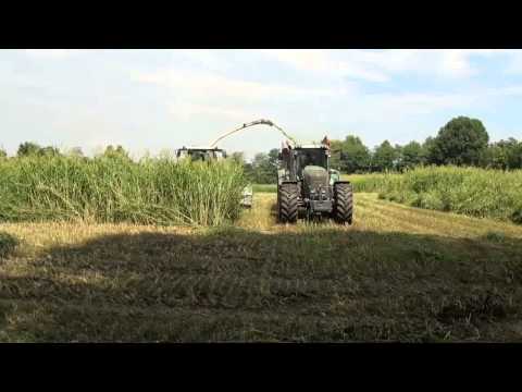 DOMAI MPD 611 CLAAS 950 SORGO ALETTATO